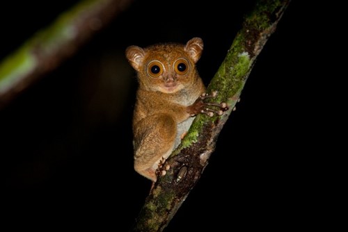 Borneo Tarsier