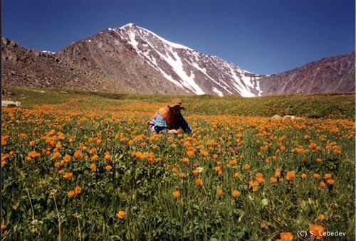 altai flowers russia.jpg