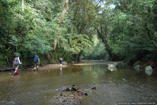 borneo jungle trekking.JPG