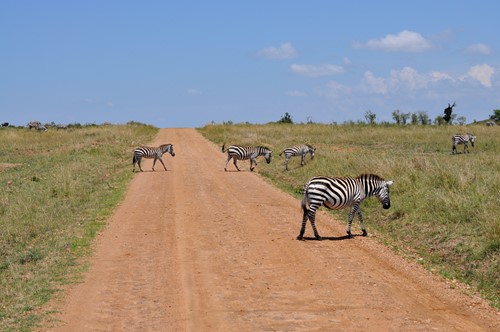 Kenya (17)