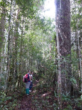 Maliau Basin trek jpg