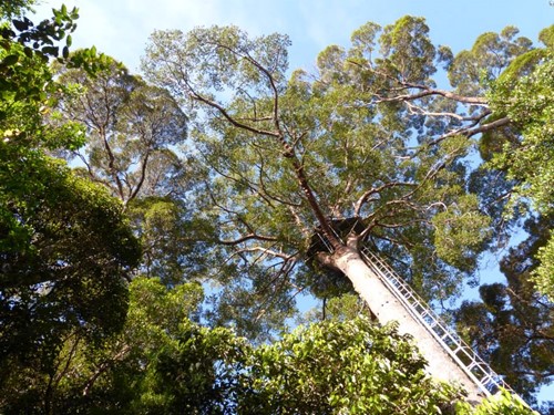 Maliau Basin Lookout.jpg