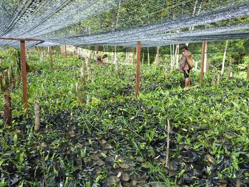 l-kerong-tree-nursery-in-sarawak-jungle-borneo_5187187392_o.jpg