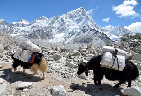 yaks-approaching-everest-base-camp.jpg