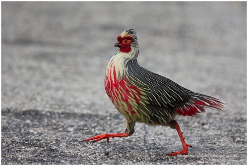 blood pheasant.jpg