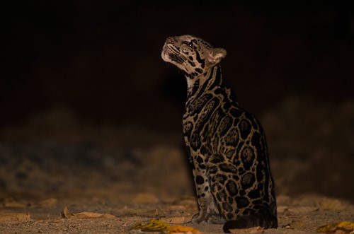 clouded leopard_deramokot.jpg