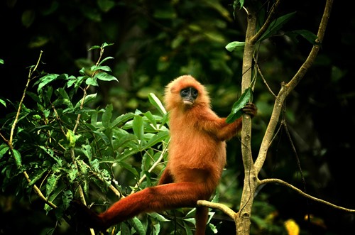 maroon langur_deramokot.jpg