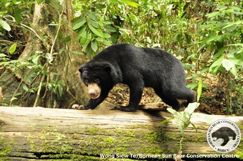 Sun-Bear Centre.jpg