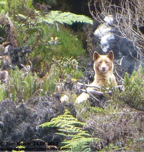 Papua Singing Dog